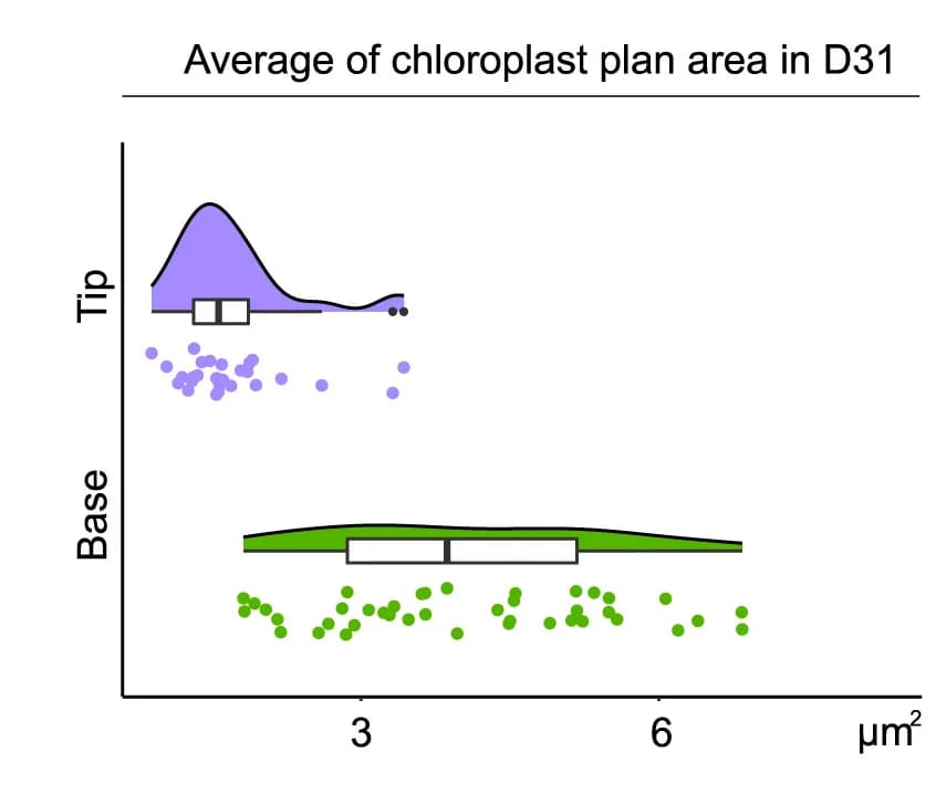 Open access visualization of Violin Plot, Box Plot, Scatter Plot, Raincloud Plot, Chloroplasts
