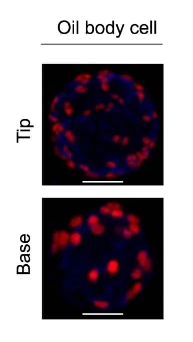 Open access visualization of Microscopy, Oil Body Cells, Nile Red Staining, Chloroplasts