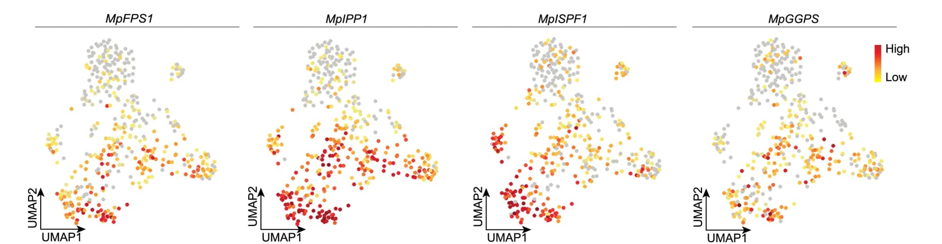 Open access visualization of Scatter Plot, UMAP, UMAP Plots, Secondary Metabolism-Related Genes, Gene Expression