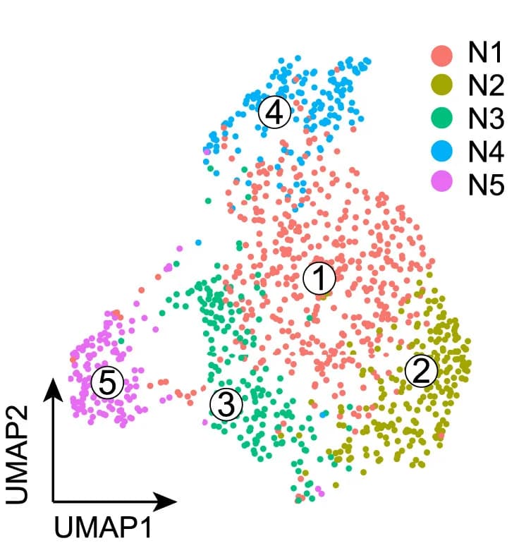Open access visualization of Scatter Plot, UMAP, Sub-Cell Clusters, Notch, Cell Clustering