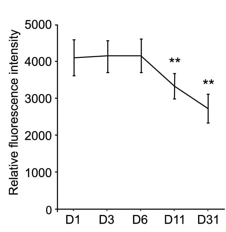 Open access visualization of Line Plot, Error Bars, Reporter Expression, Notch, Developmental Stages