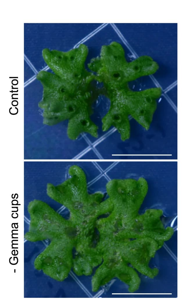 Open access visualization of Photo, Plant Phenotype, Control, Gemma Cups