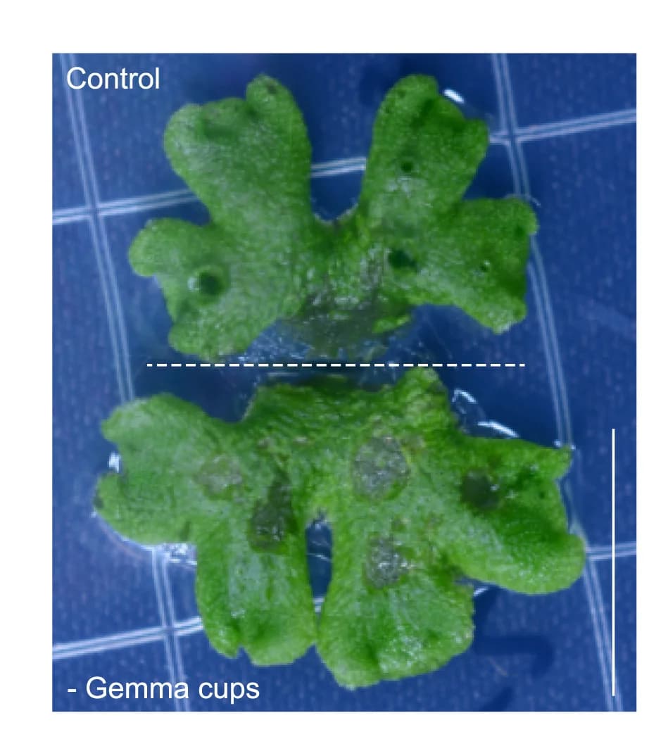 Open access visualization of Photo, Plant Phenotype, Control, Gemma Cups