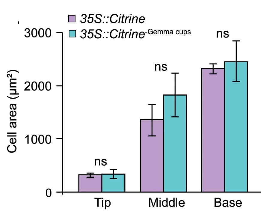 Open access visualization of Clustered, Error Bars, Cell Area, Control, Gemma Cups