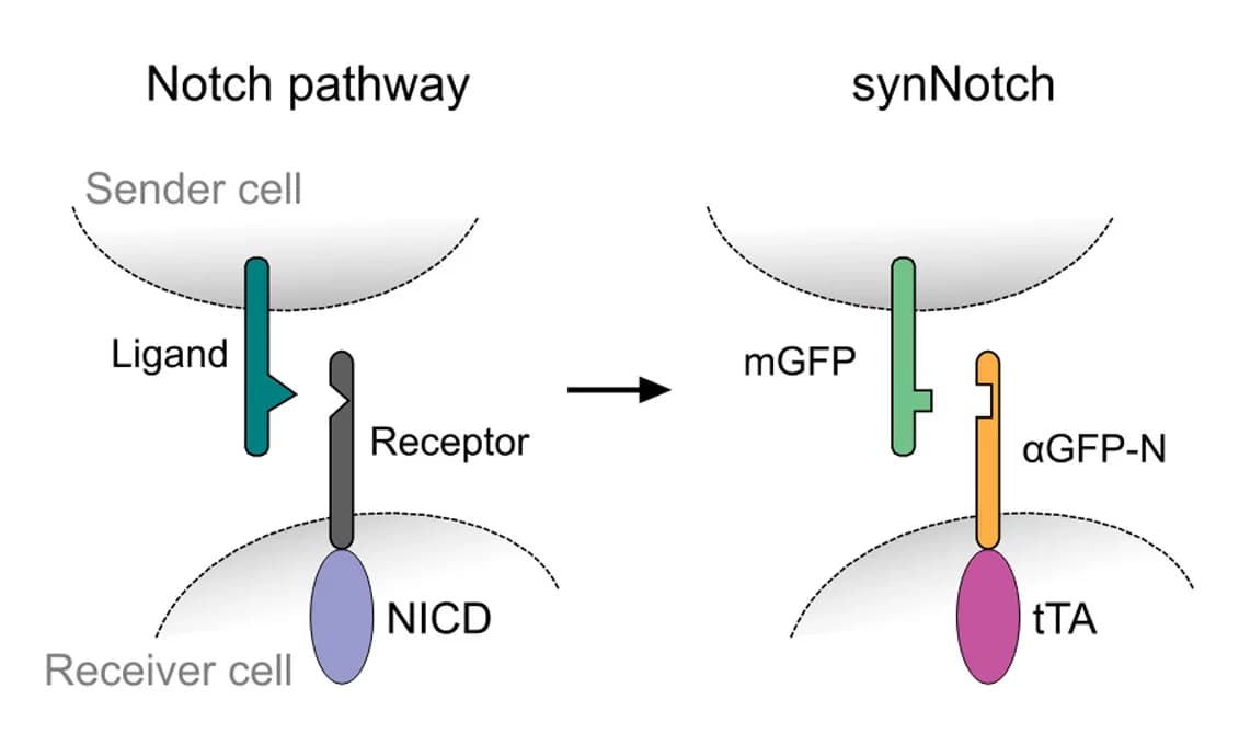 Open access visualization of Workflow, Illustration, Notch Pathway, synNotch Pathway, NICD