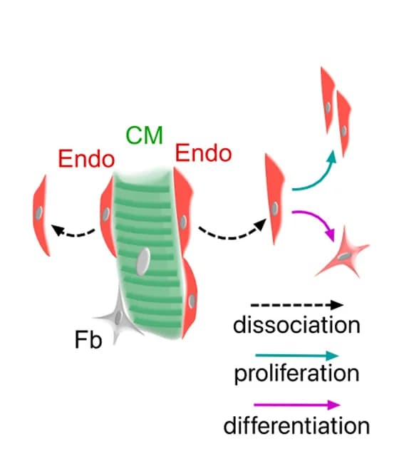Open access visualization of Workflow, Illustration, Genetic Tracing, Endocardial Cells