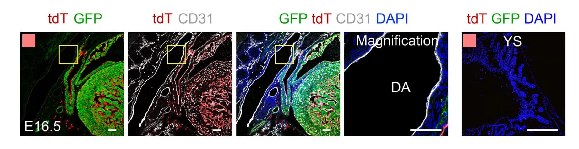 Open access visualization of Microscopy, Immunostaining, tdT, GFP, CD31