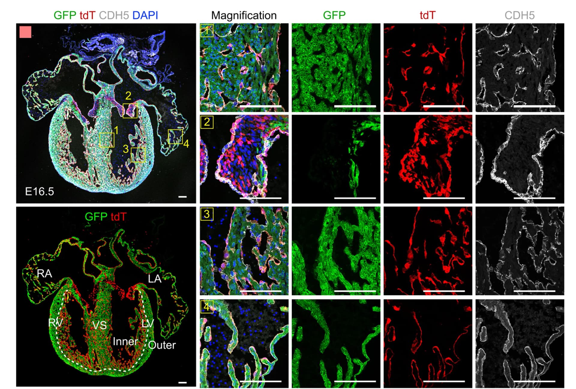 Open access visualization of Microscopy, Immunostaining, tdT, GFP, CDH5