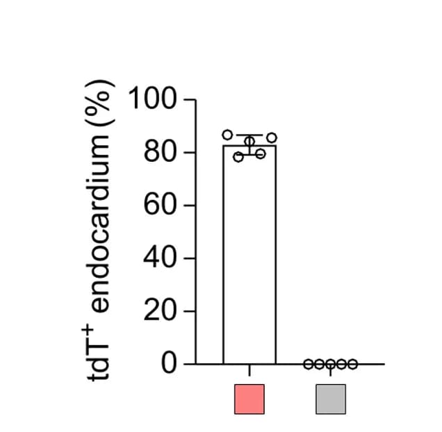 Open access visualization of Bar Plot, Error Bars, Endocardial Cells, tdT expression, Quantification
