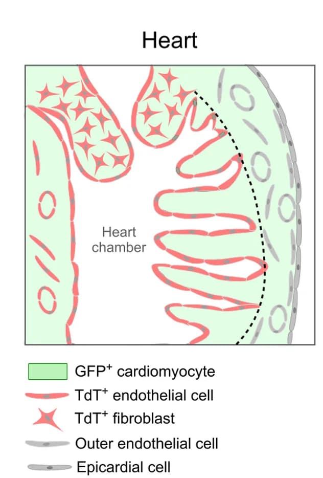 Open access visualization of Illustration, Nfatc1+ Endocardium, CM-Endo-gTCCC system, Cardiomyocyte, Endocardium