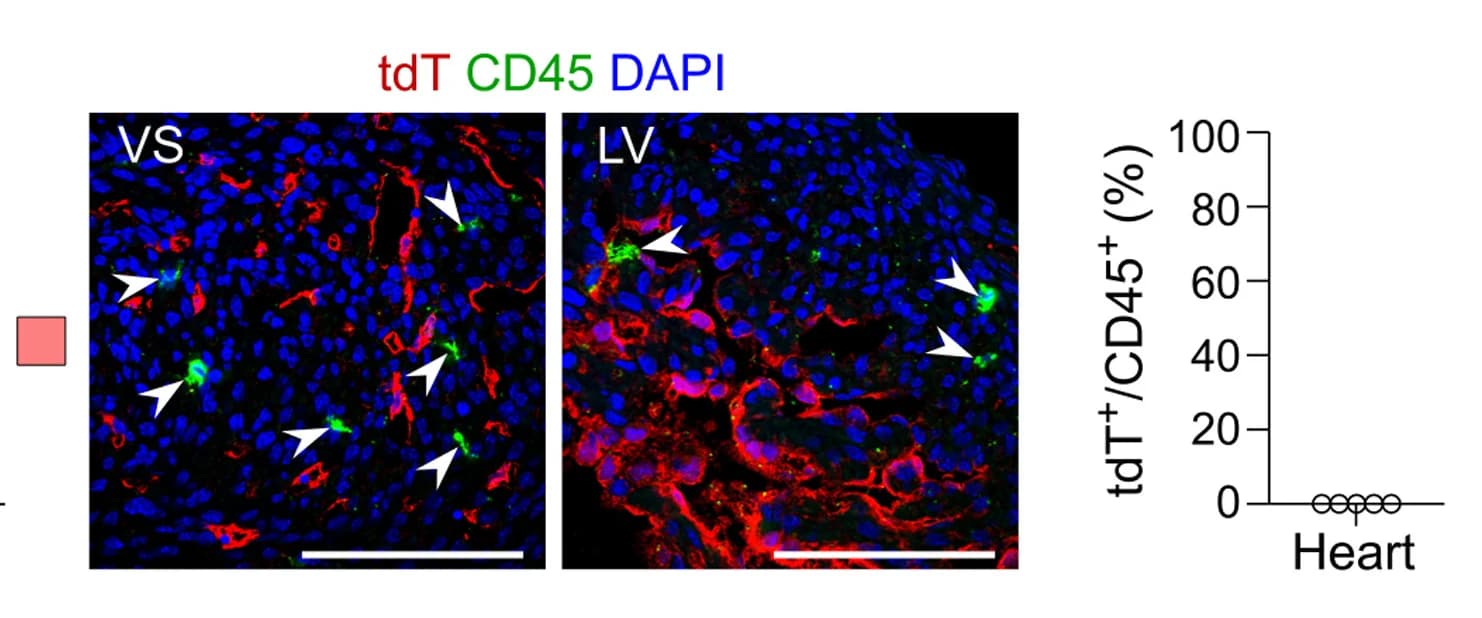 Open access visualization of Microscopy, Scatter Plot, Immunostaining, tdT, CD45