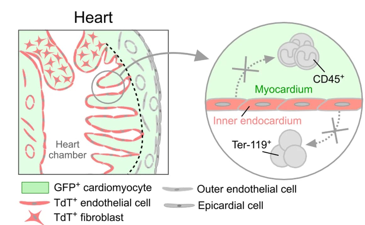Open access visualization of Illustration, Nfatc1+ Endocardial Cells, Macrophages, Hematopoietic Cells, Developing Heart