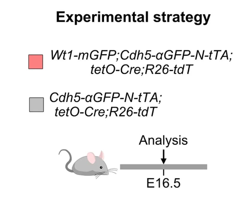 Open access visualization of Workflow, Illustration, Experimental design, Schematic