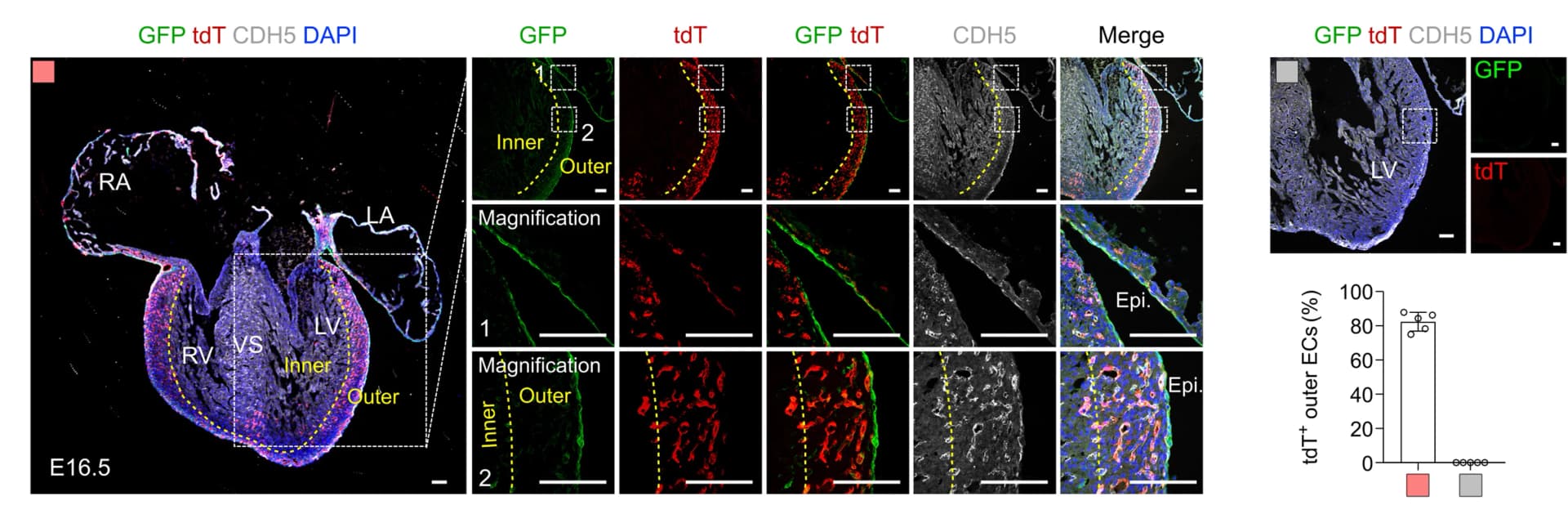 Open access visualization of Microscopy, Bar Plot, Immunostaining, tdT, GFP