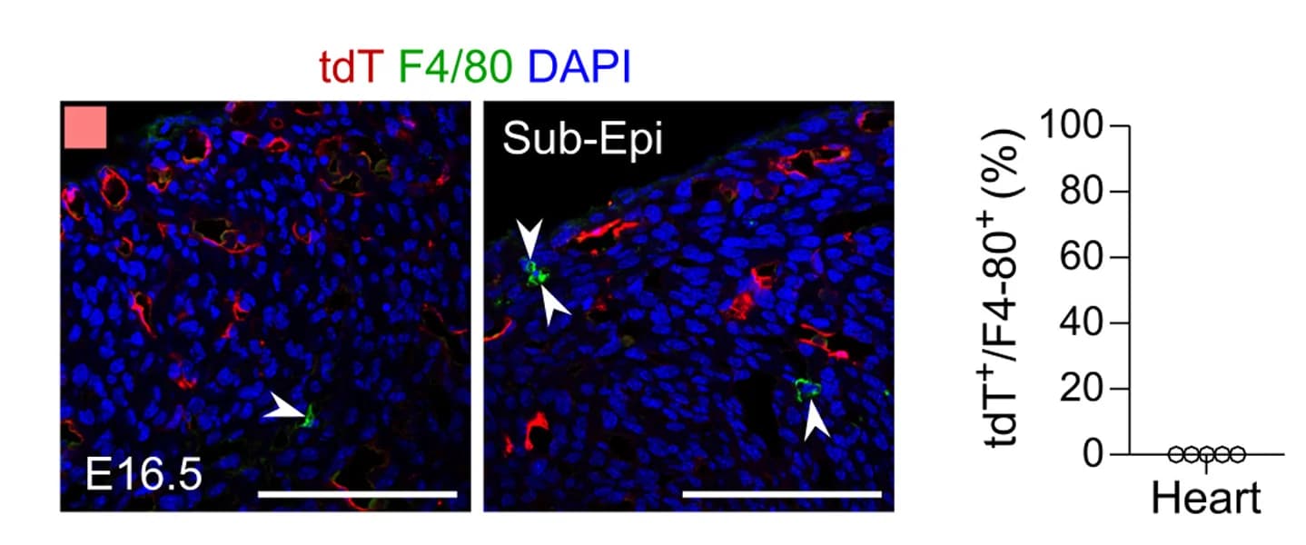 Open access visualization of Microscopy, Scatter Plot, Immunostaining, tdT, F4/80