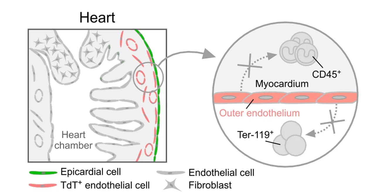Open access visualization of Illustration, Endothelial cells, Compact myocardium, Hematopoietic potential, Epicardium