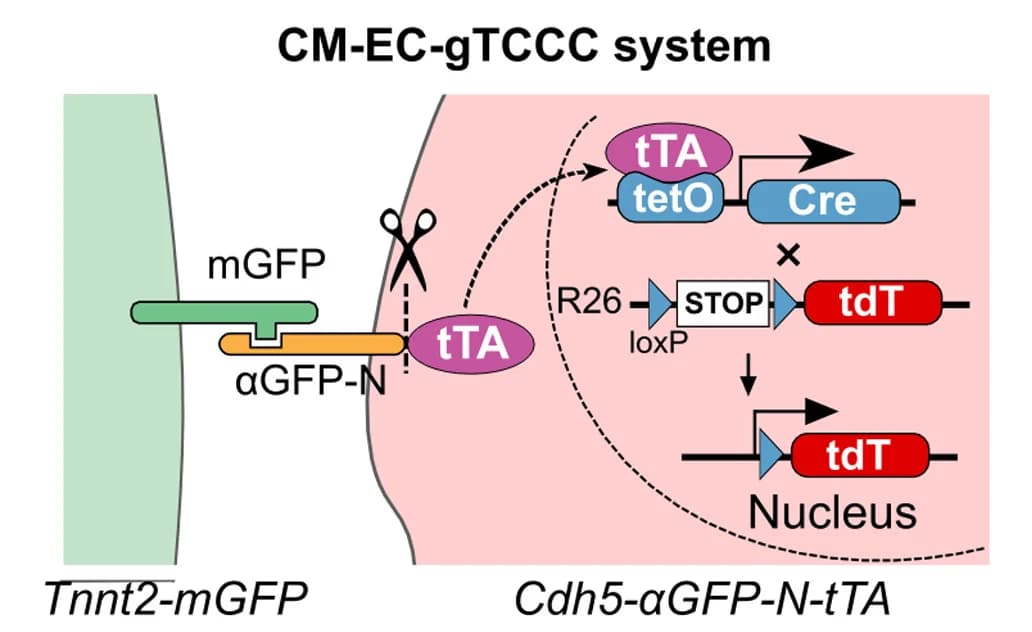 Open access visualization of Workflow, Illustration, Genetic Tracing, Endothelial Cells, Cardiomyocytes