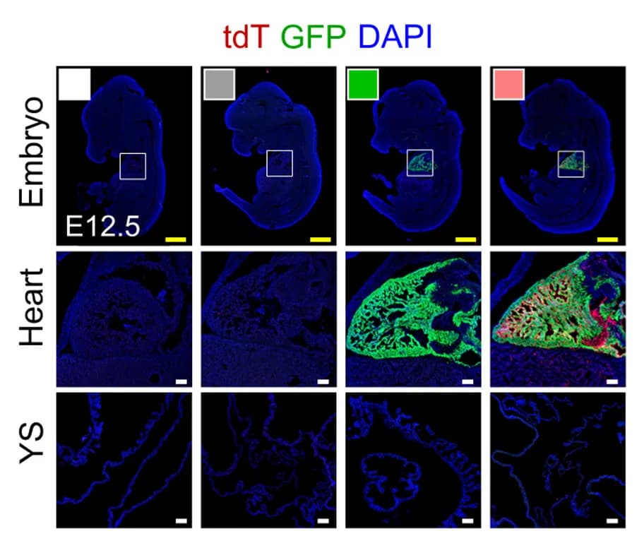 Open access visualization of Microscopy, Immunostaining, Embryonic Sections, tdT, GFP
