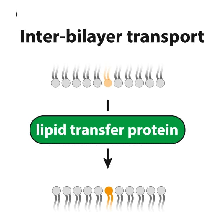Open access visualization of Workflow, Illustration, Lipid Transfer Proteins, Lipid Transport, Signaling Lipids