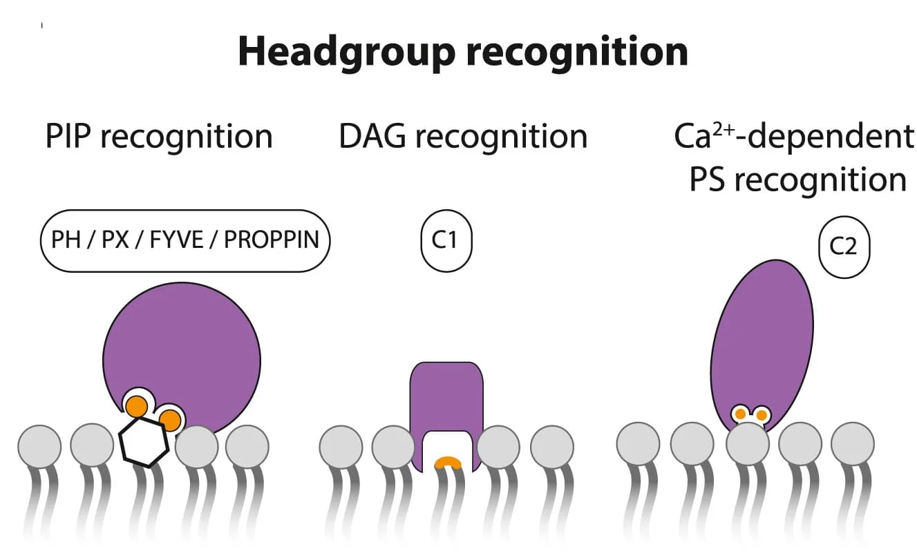 Open access visualization of Illustration, Signaling Lipids, Protein Domains, Phosphatidylserine, Calcium
