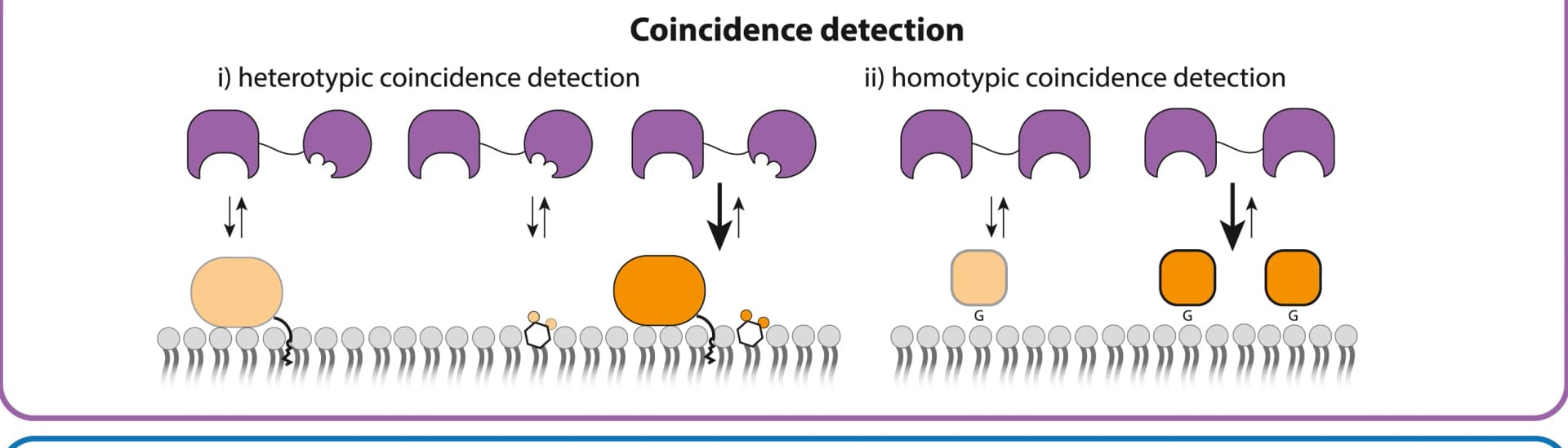 Open access visualization of Workflow, Flowchart, Illustration, Membrane Marks, Coincidence Detection