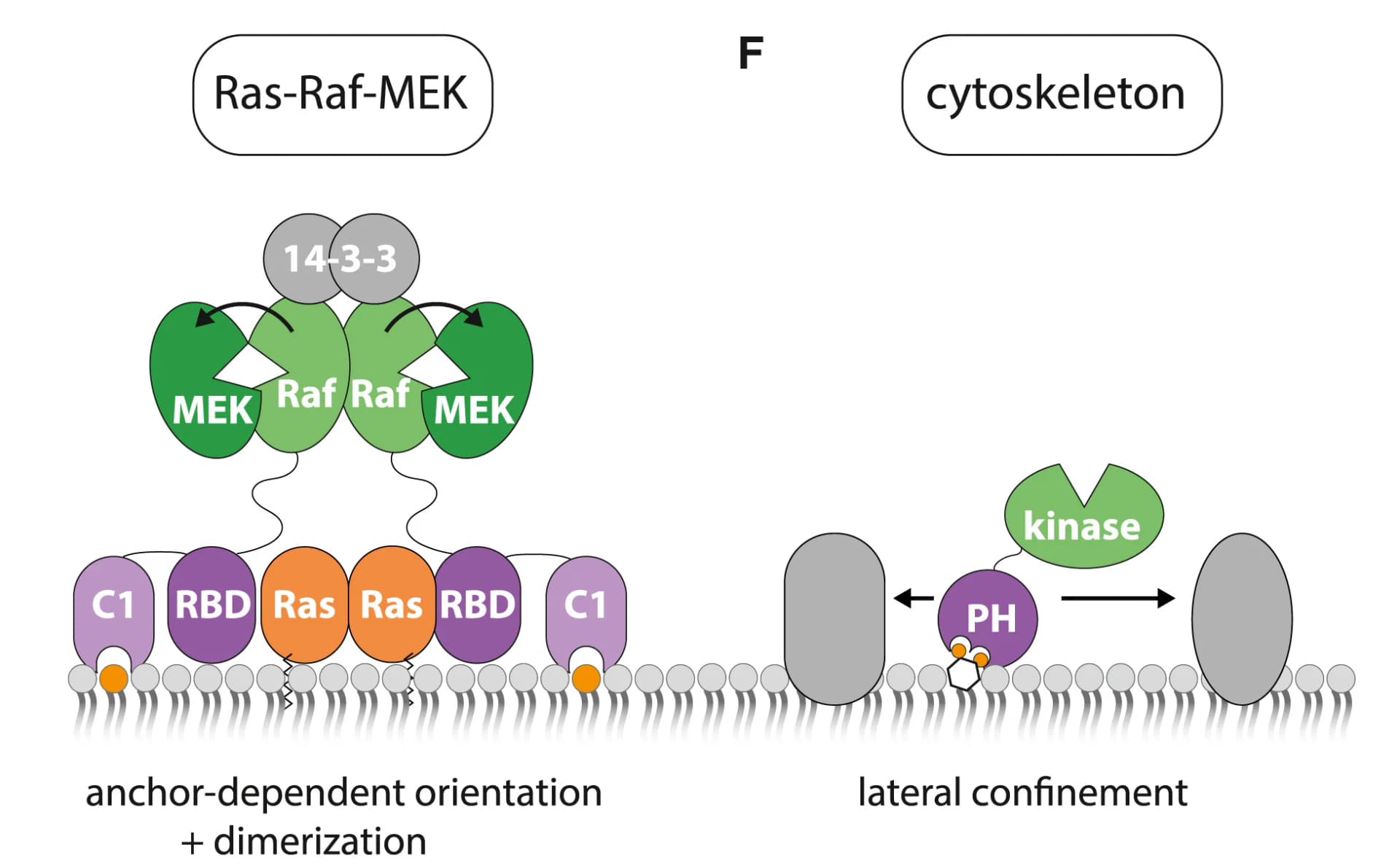 Open access visualization of Illustration, Workflow, Membrane Surface, Reaction Partners, Raf Kinase