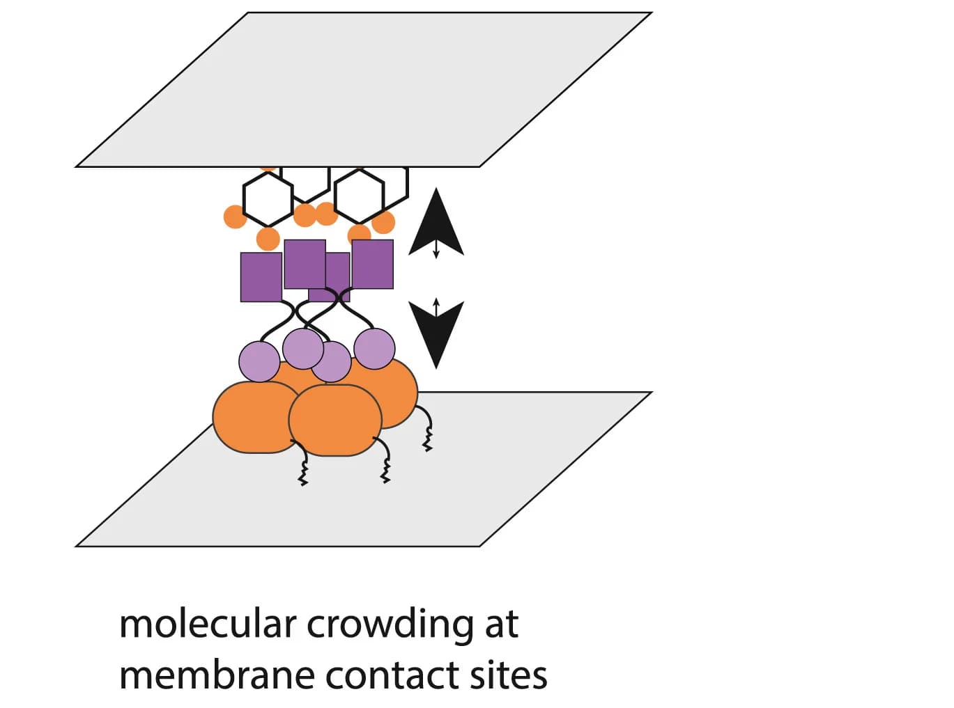 Open access visualization of Illustration, Membrane Contact Sites, Membrane Marks, Membrane Tethers, Assemblies