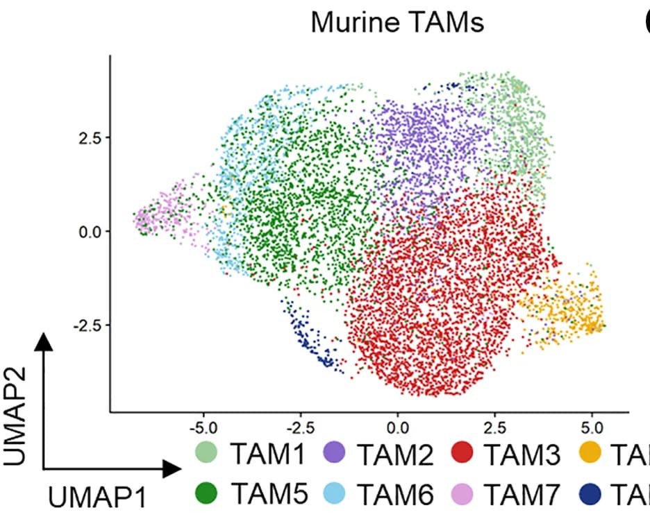 Open access visualization of UMAP, UMAP Plot, scRNA-seq, F4/80+ TAMs, MMTV-PyMT Tumors