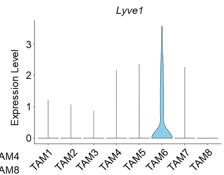 Open access visualization of Violin Plot, UMAP Plot, scRNA-seq, F4/80+ TAMs, MMTV-PyMT Tumors
