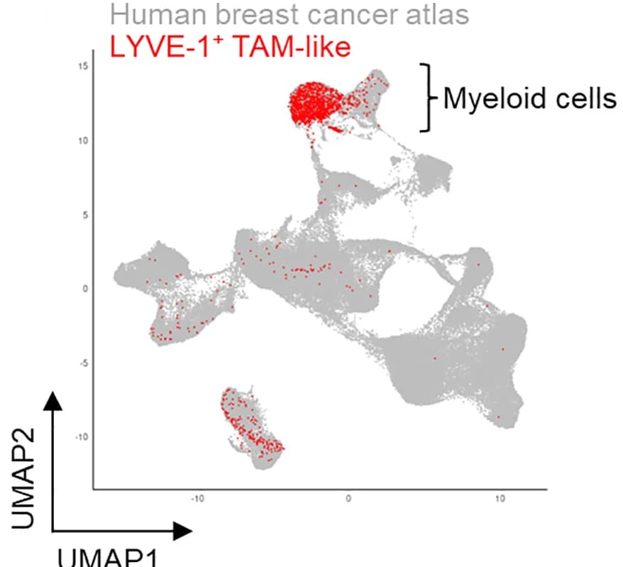 Open access visualization of UMAP, UMAP Plot, scRNA-seq Data, Human Breast Cancer, LYVE-1+ TAM