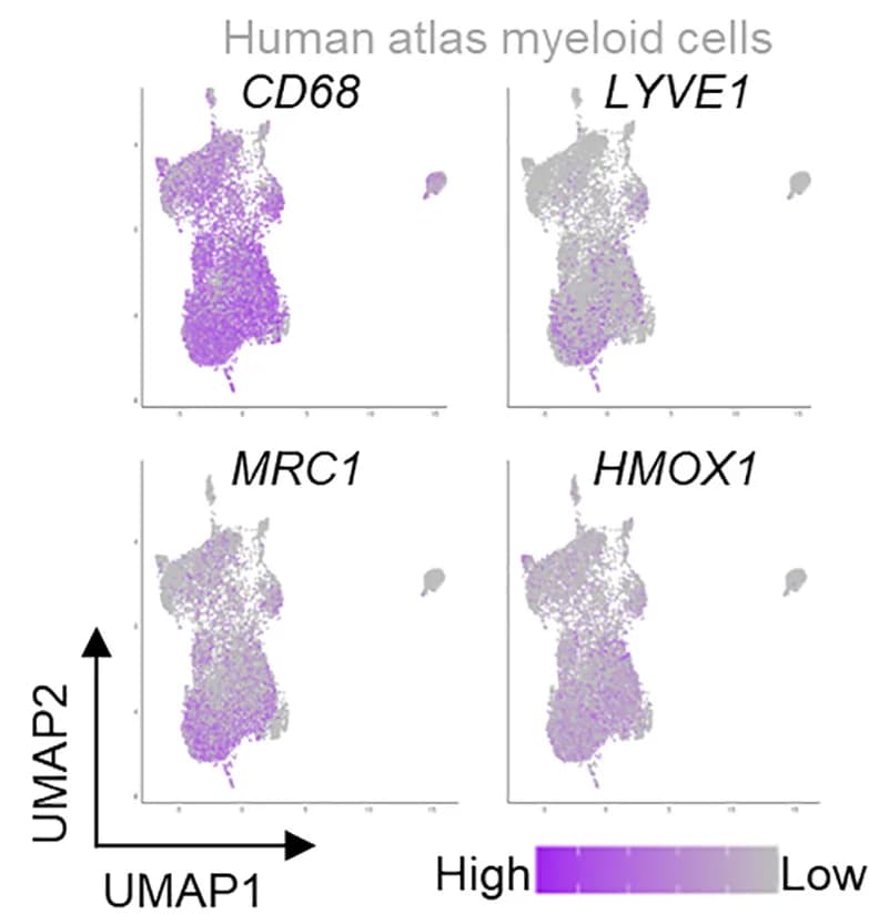 Open access visualization of Scatter Plot, UMAP, CD68, LYVE1, MRC1