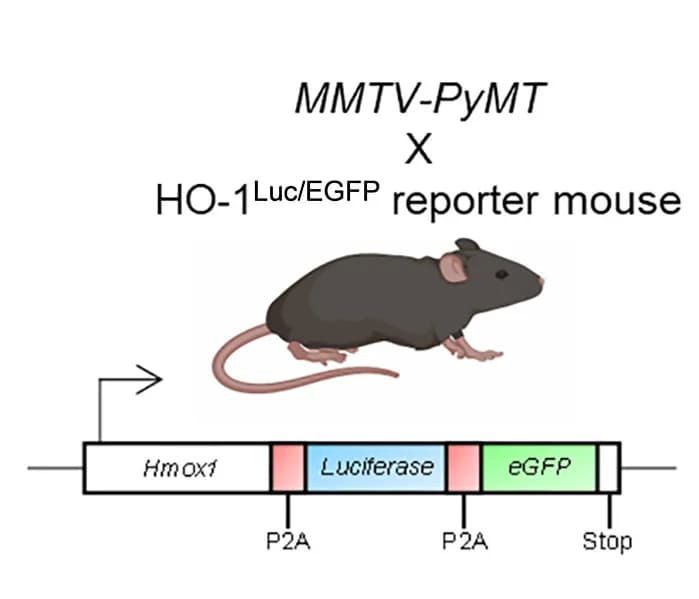Open access visualization of Workflow, Illustration, HO-1-Luc-EGFP Knockin Mouse, HO-1Luc/EGFP, Transgene