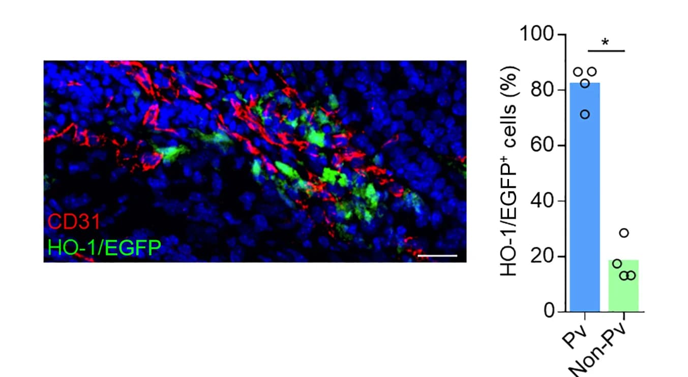 Open access visualization of Bar Plot, Scatter Plot, Frozen Section, MMTV-PyMT HO-1Luc/EGFP Tumor, CD31