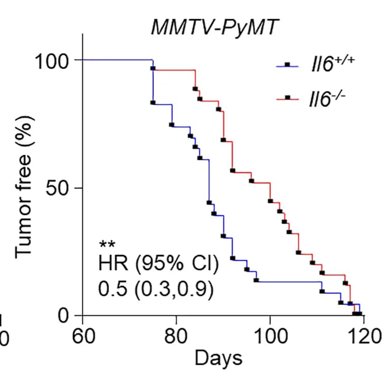 Open access visualization of Line Step, Survival Curve, Kaplan-Meier Curve, Tumor Latency, MMTV-PyMT Mice