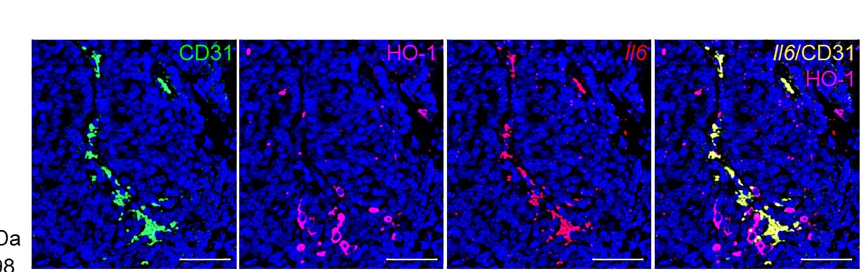 Open access visualization of Microscopy, FFPE Sections, MMTV-PyMT Tumor, Mammary Gland, DAPI