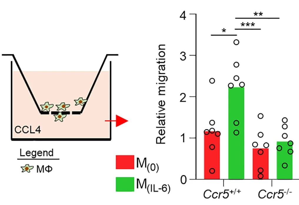 Open access visualization of Bar Plot, Scatter Plot, Assay, Transendothelial Migration, BMDMs