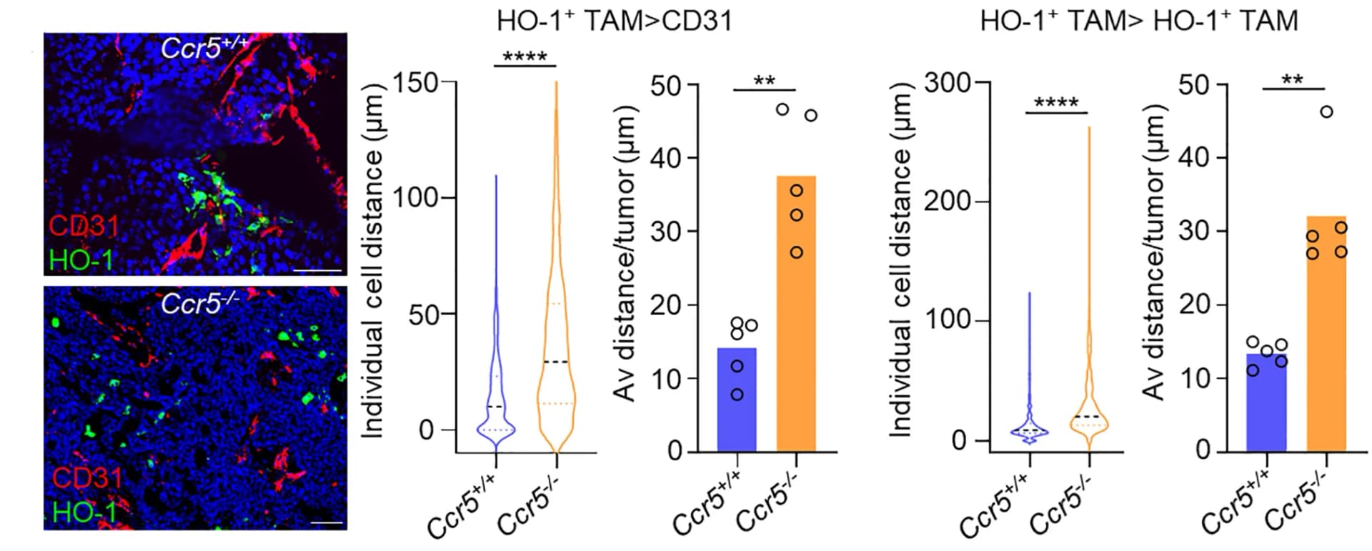 Open access visualization of Violin Plot, Bar Plot, Box Plot, Frozen Section, Tumor