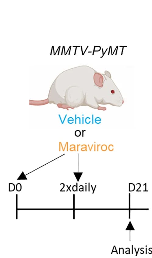 Open access visualization of Workflow, Illustration, Dosing Strategy, CCR5 Inhibitor, Maraviroc