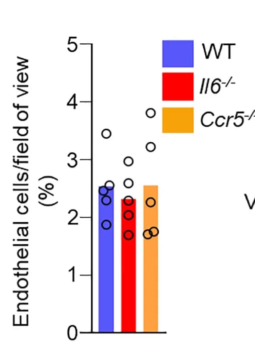 Open access visualization of Bar Plot, Scatter Plot, CD31+ Cell Density, Tumor Sections, Immunofluorescence