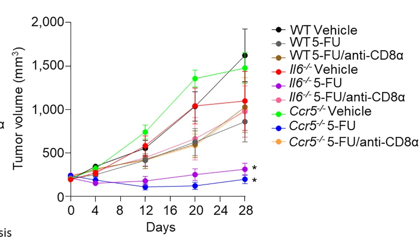 Open access visualization of Line Plot, Error Bars, Tumor Growth Curves, Spontaneous Tumors, 5-FU