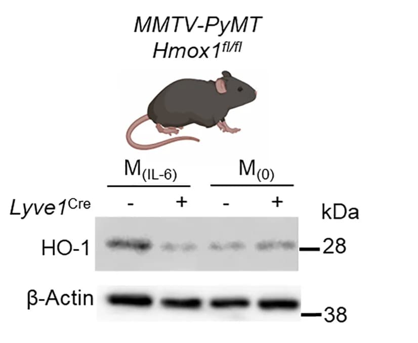 Open access visualization of Gel, Western blot, HO-1, Beta-actin, BMDMs