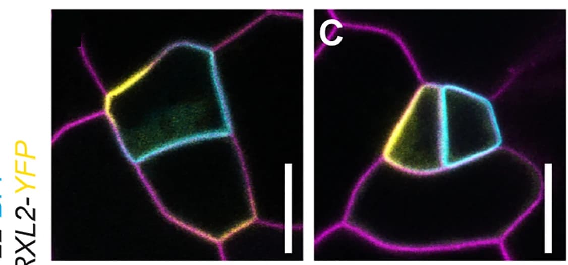 Open access visualization of Microscopy, Confocal Images, Plasma Membrane, ACD, Meristemoid