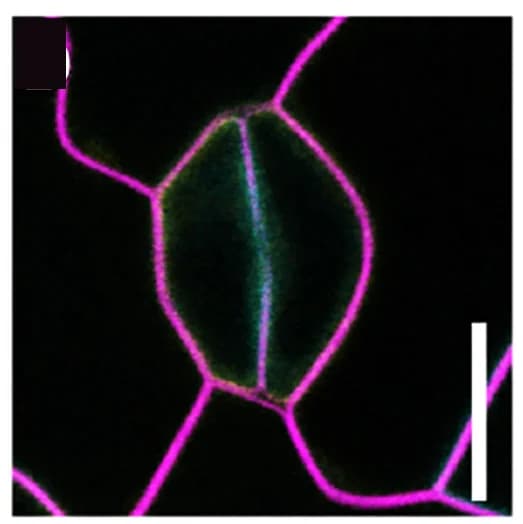 Open access visualization of Microscopy, Confocal Images, Plasma Membrane, SCD, GMCs