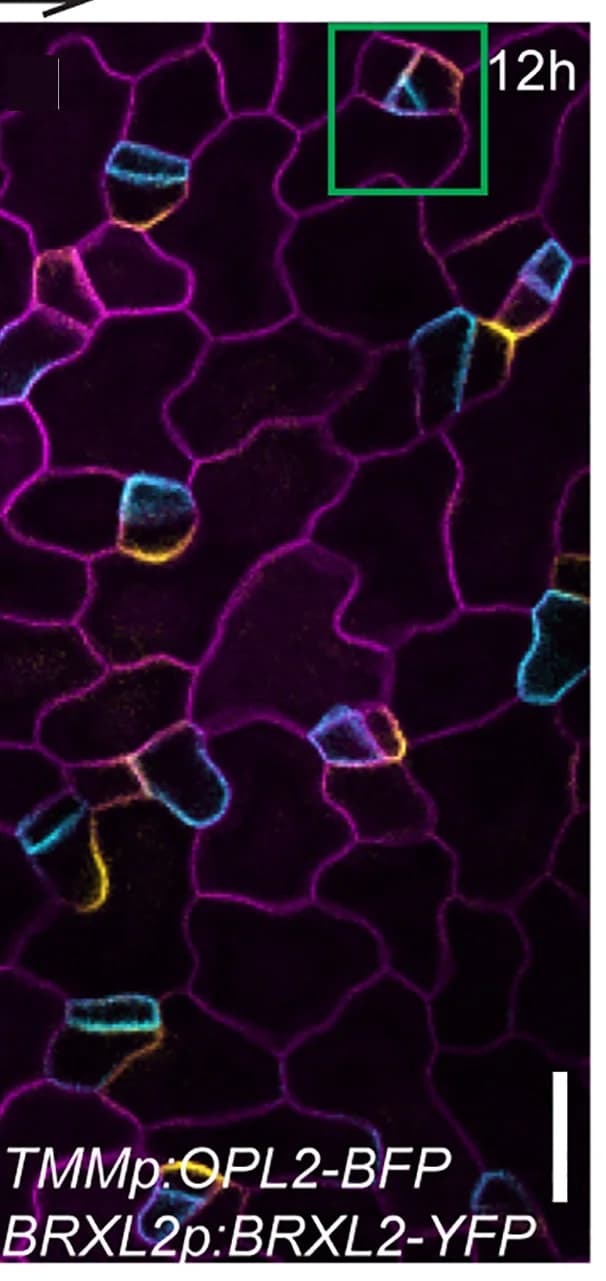 Open access visualization of Microscopy, Time-Lapse Imaging, ACD, OPL2, BRXL2