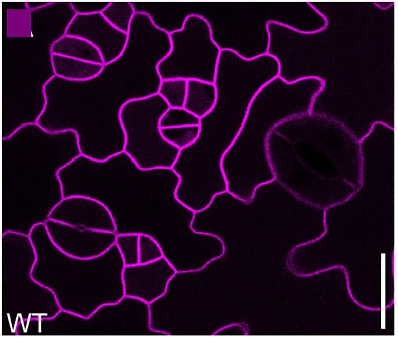 Open access visualization of Microscopy, Confocal Images, Abaxial Cotyledons, Plasma Membrane Marker, Wild Type