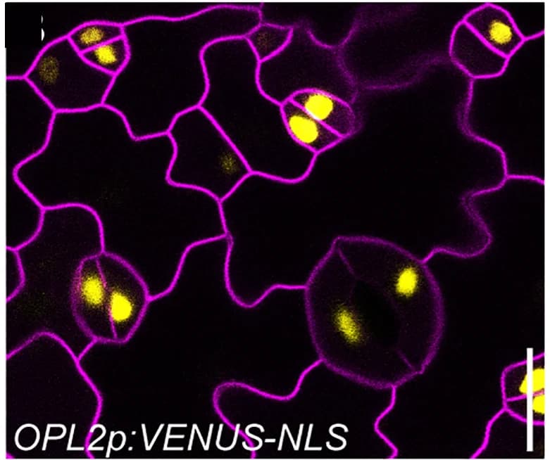 Open access visualization of Microscopy, Confocal Images, Abaxial Cotyledons, Plasma Membrane Marker, OPL2p:VENUS-NLS