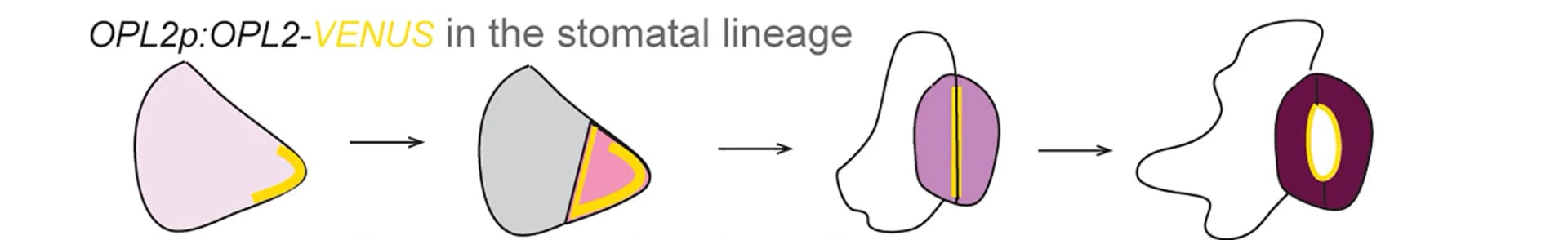 Open access visualization of Workflow, Flowchart, Illustration, Schematic Representation, Stomatal Lineage