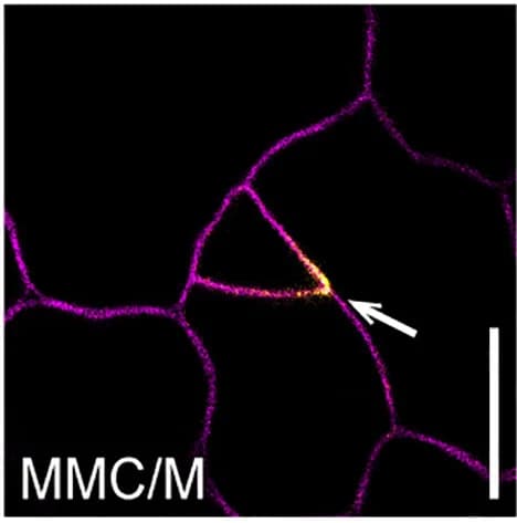 Open access visualization of Microscopy, OPL2-VENUS, Polarity, Developmental Stages, Stomatal Lineage