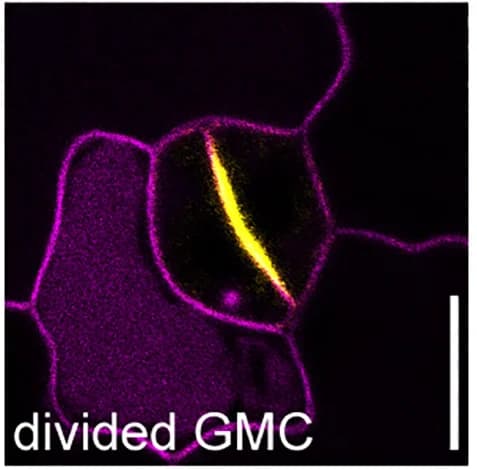 Open access visualization of Microscopy, OPL2-VENUS, Polarity, Developmental Stages, Stomatal Lineage