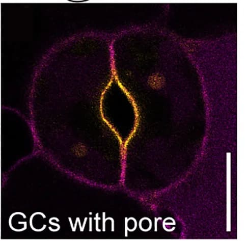 Open access visualization of Microscopy, OPL2-VENUS, Polarity, Developmental Stages, Stomatal Lineage